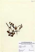 藏品(抱樹蕨(伏石蕨))的圖片